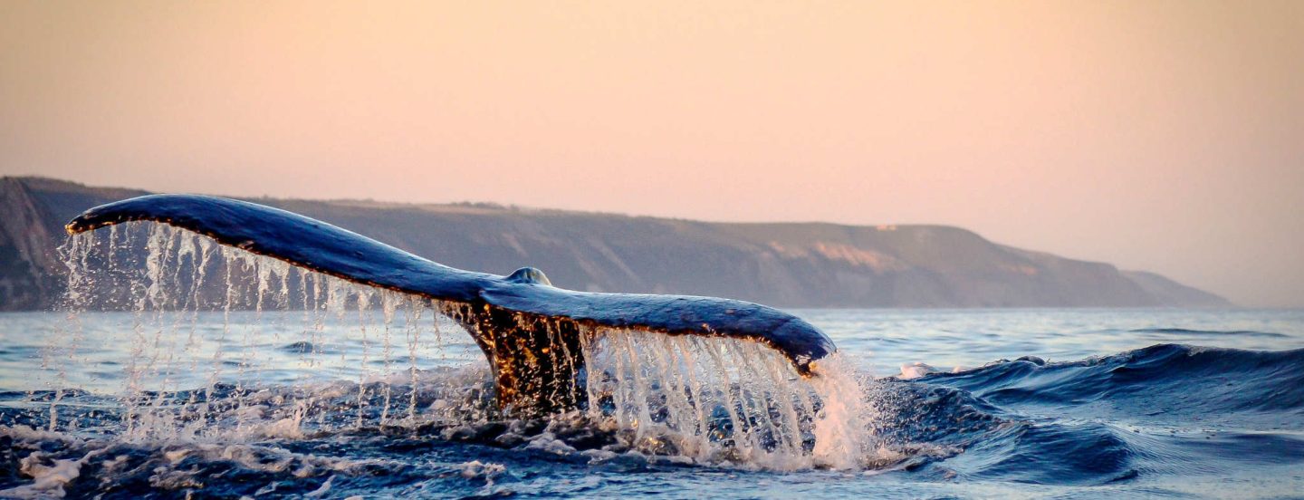 Ocean Odyssey Whale Watching Tours Knysna