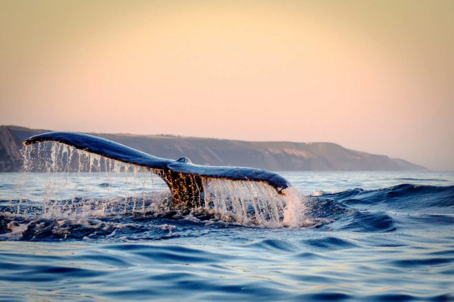 Boat Based Whale Watching Tours
